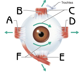 Identify A B D E state the functions
