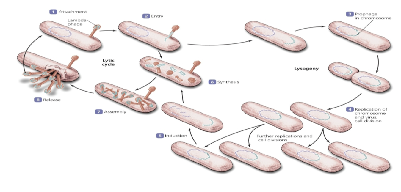 <p>Attachment</p><ul><li><p>Same as in lytic cycle, but the host cell’s DNA is not destroyed</p></li></ul><p></p><p>Entry</p><ul><li><p>Viral DNA remains silent as a prophage</p></li></ul><p></p><p>Prophage entry</p><ul><li><p>Prophage incorporates itself in the host cell’s DNA</p></li></ul><p></p><p>Lysogeny</p><ul><li><p>Every time the bacterial chromosome replicates, the viral DNA is copied along with it</p></li><li><p>All daughter cells will now carry the prophage</p></li><li><p>Lysogenic phages can cause the phenotype of the bacterium to change from harmless into pathogenic</p></li></ul><p></p><p>Induction</p><ul><li><p>At some point the prophage may be excised from the host DNA</p></li><li><p>At this point it reenters the lytic phase</p></li><li><p>Inductive agents include physical and chemical agents that damage bacterial DNA</p></li></ul><p></p><p>Steps 6-8 are Synthesis</p><p></p><p>Assembly and Release</p><ul><li><p>occurs just as in lytic cycle</p></li></ul>