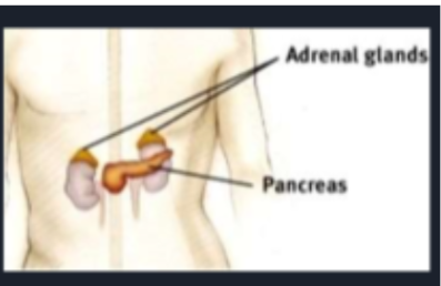 * Adrenaline( epinephrine & norepinephrine) 
* Adrenaline hypes you up!!