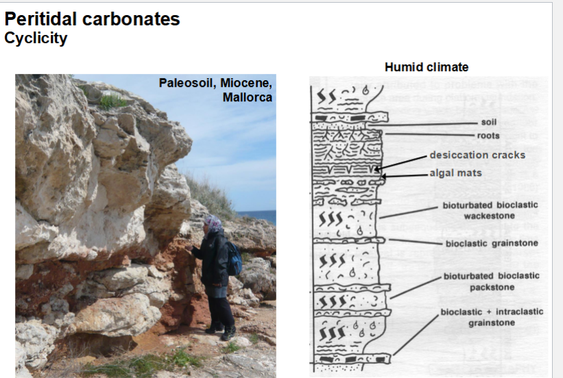 <p>Sea-level goes up and down, distinct cyclicity. </p>
