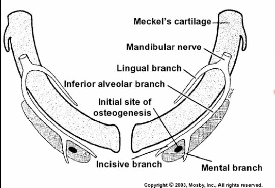 <p>What happens to meckel’s cartilage?</p>