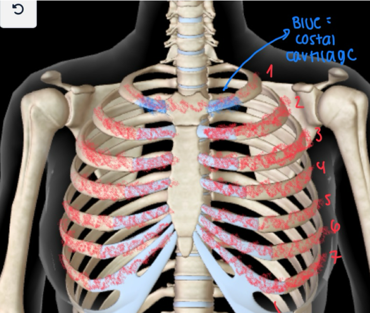 <ul><li><p>These are the <strong>BONES <em><u>DIRECTLY CONNECTED TO THE STERNUM</u></em> </strong></p><ul><li><p>The individual ribs are connected to the sternum </p></li></ul></li></ul><p></p>