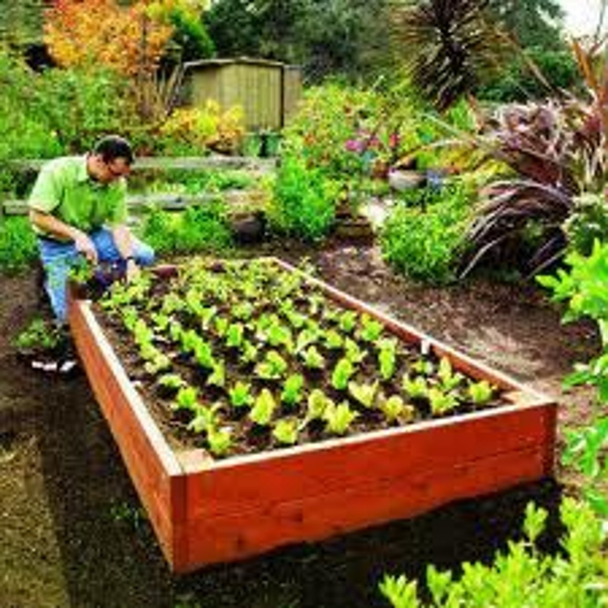 <p>garden</p>