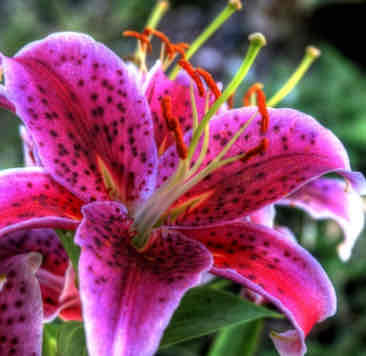 <p><span>Lilium oriental hybrid</span></p><p><span>Oriental Lily</span></p>