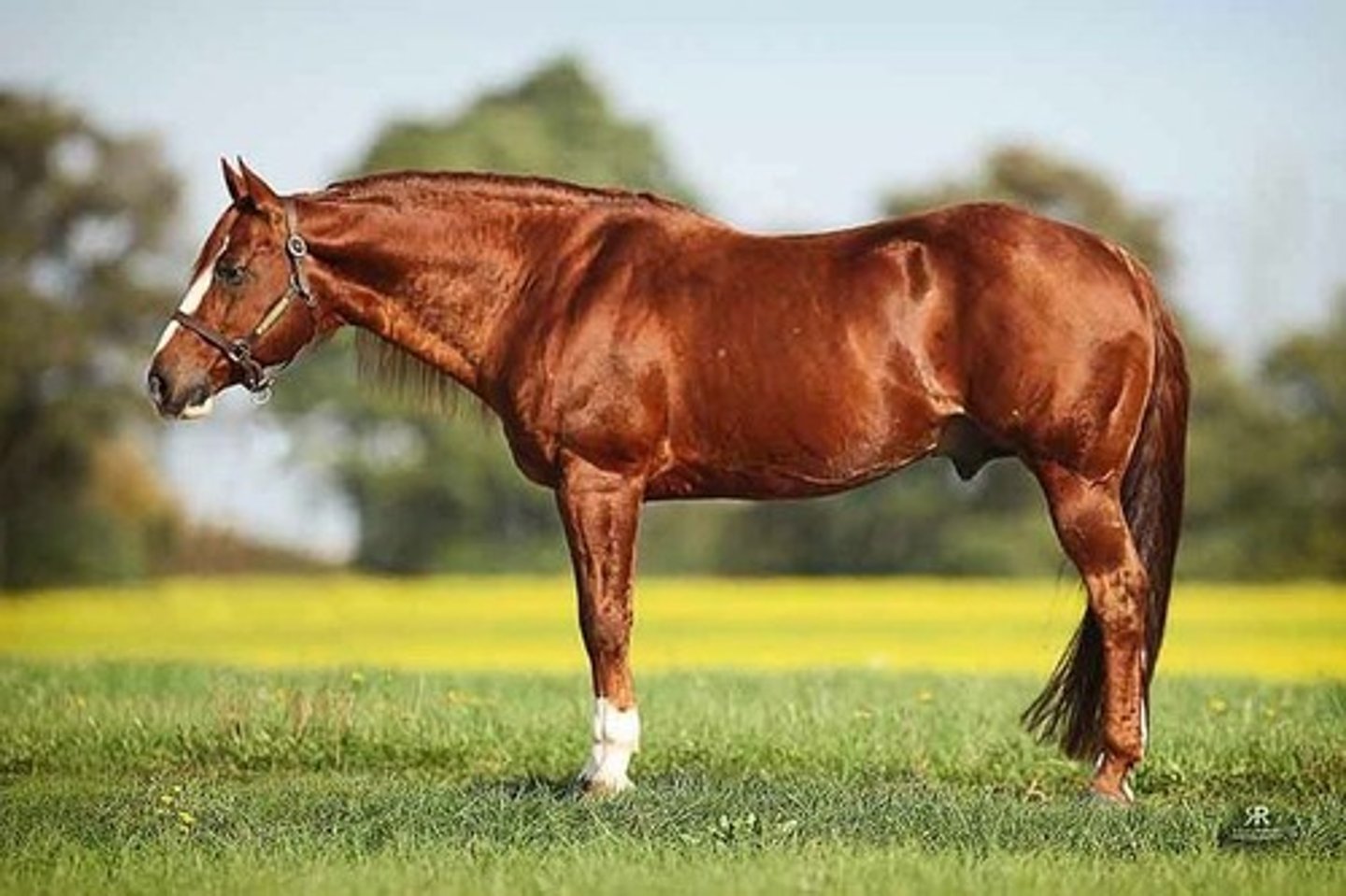 <p>- Red bodied horse with a lighter or same (red) colored mane/tail</p><p>- Can have white legs & face</p><p>- Can also be fully solid</p>