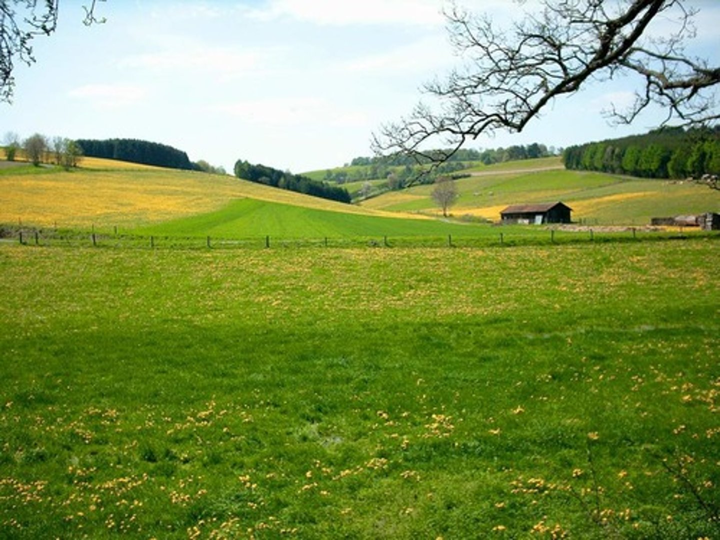 <p>un pré, une prairie</p>