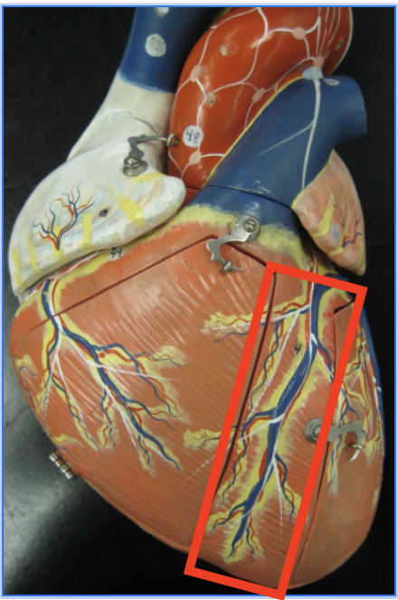 <p>anterior veins running medially down <u>groove </u>heart, angled away from apex</p>