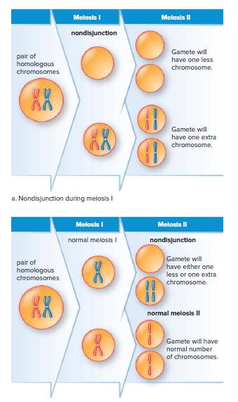 Nondisjunction during meiosis.