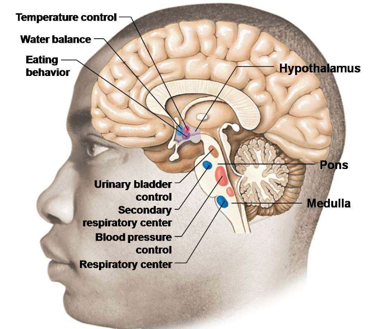<p>Name the three autonomic control centres and their function.</p>