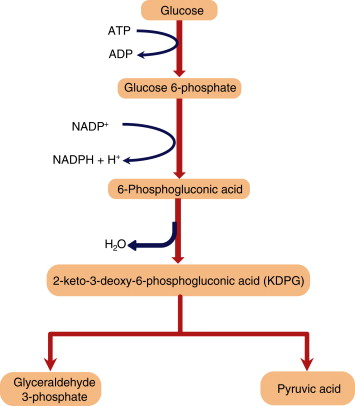<p><strong>The Entner-Doudoroff pathway </strong></p>