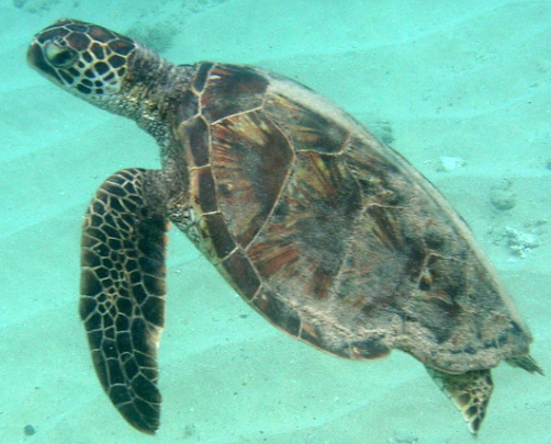 <p>Phylum, subphylum, class?</p>