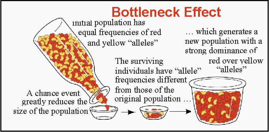 <p>When a severe event results in a drastic reduction in numbers, a population may experience a bottleneck effect. </p><p>A very small sample of alleles survives to establish a new population. </p><p> </p><p></p>