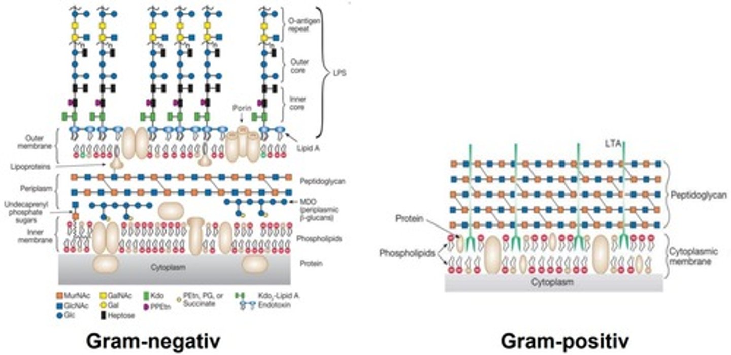 <p>Peptidoglykan med två sockerarter (NAG och NAM) som är länkade korsvis och bundna med peptider<br><br>Bidrar till att prokaryota cellen får ett hårt skal som är ett bra target för antibiotika</p>