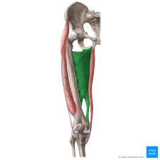 What is the innervation for Adductor Magnus?