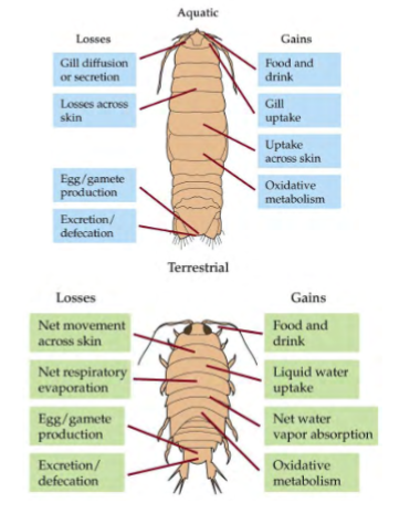 <p>aquatic animals gain water through: food and drink, gill uptake, uptake through skin, oxidative metabolism</p><p>terrestrial animals gain water through: food and drink, liquid water uptake, net water vapor absorption, oxidative metabolism</p><p>aquatic animals lose water through: gill diffusion/secretion, losses across skin, egg/gamete production, excretion/defecation</p><p>terrestrial animals lose water through: net movement across skin, net respiratory evaporation, egg/gamete production, excretion/defecation</p><p>(note: the main differences are in absorption/loss across skin and gills)</p>