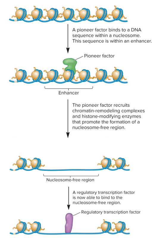 <ul><li><p>transcription factors that can recognize and bind to DNA sequences exposed on surface of a nucleosome</p></li><li><p>recruit chromatin-remodeling complexes and histone-modifying enzymes that carry out epigenetic changes (histone eviction and covalent modifications)</p></li><li><p>influence ability of other transcription factors to bind to enhancer sequences</p></li><li><p>can decrease level of DNA methylation by binding to CpG islands, blocking access by DNA methyltransferases</p></li><li><p>involved in activation/silencing of some genes</p></li></ul><p></p>