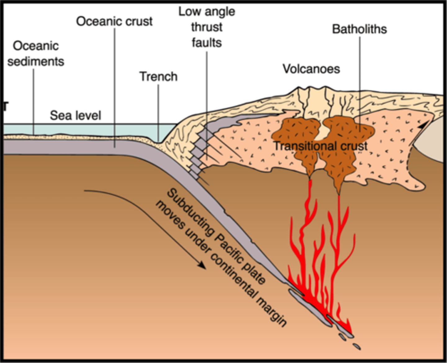 <p>Subduction led to deformation and magma generation (continental volcanic arc)</p>