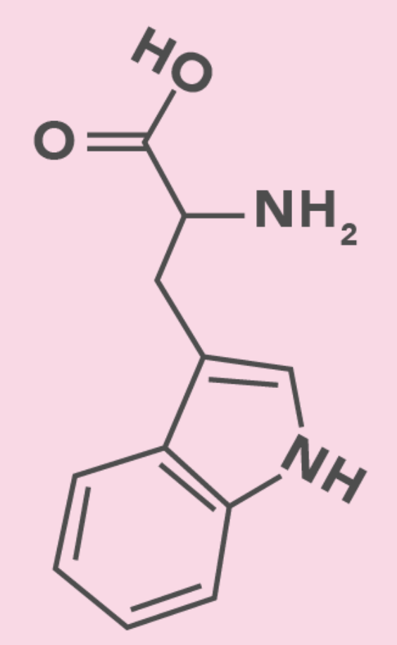<ul><li><p>Aromatic</p><ul><li><p>Aliphatic (Nonpolar)</p></li></ul></li><li><p>Trp</p></li><li><p><u>Largest Amino Acid</u></p></li></ul><p></p>