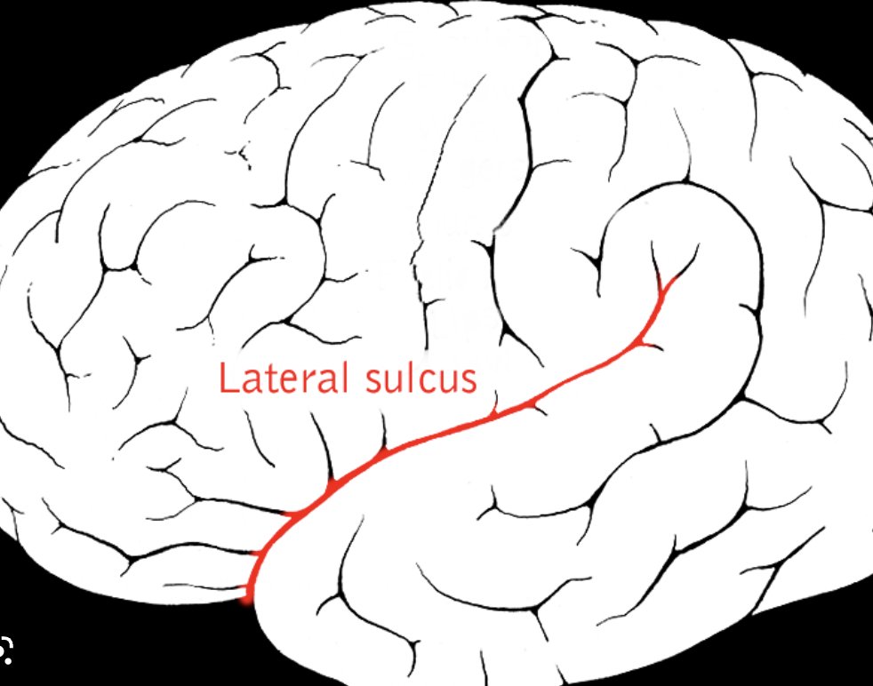 <p>Lateral sulcus</p>