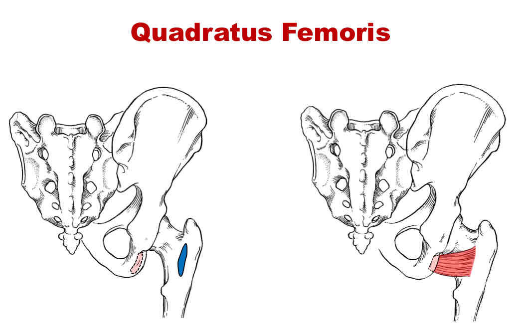 <p>Actions of Quadratus Femoris</p>