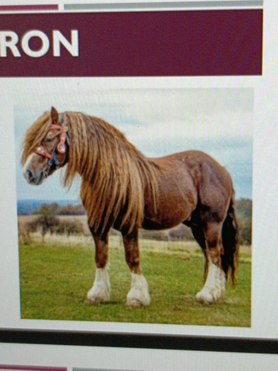 <p>Origin: Perche Region, Normandy</p><p>¡ Most popular draft breed in 1900</p><p>¡ Well-muscled</p><p>¡ Intelligent &amp; willing to work</p><p>¡ Color: Gray or black</p>