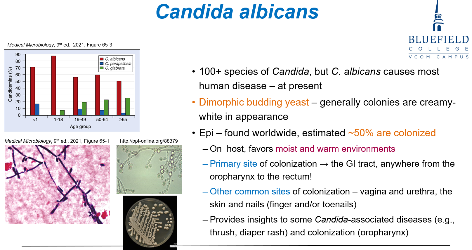 <p>C. 50%<br></p><p>Approximately <strong>50% of individuals</strong> are colonized with <em>Candida</em>, often without symptoms.</p>