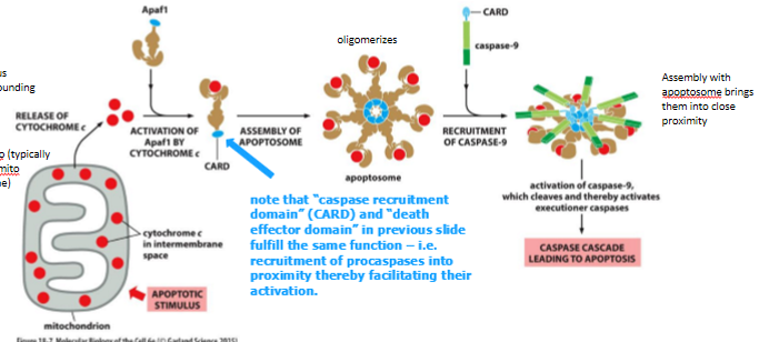 <ul><li><p>cell damage or stress can trigger apoptosis </p></li><li><p><strong>cyto-c </strong>(plus other molecules) released from mitochondria and binds to an adaptor protein (<strong>Apaf1) </strong></p></li><li><p><strong>Apaf1 </strong>undergoes a conformational change, which allows it to multimerize → exposes binding sites for<strong> procaspase-9 </strong>to form the apoptosome (proteolytic buzz saw of death) </p></li><li><p><strong>cleavage and activation of procaspase-9 </strong>→ caspase cascade </p></li></ul><p></p>
