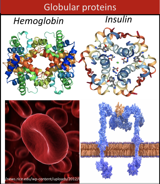 <p>round, traveling, or transmembrane proteins (ex. hemoglobin, insulin)</p>