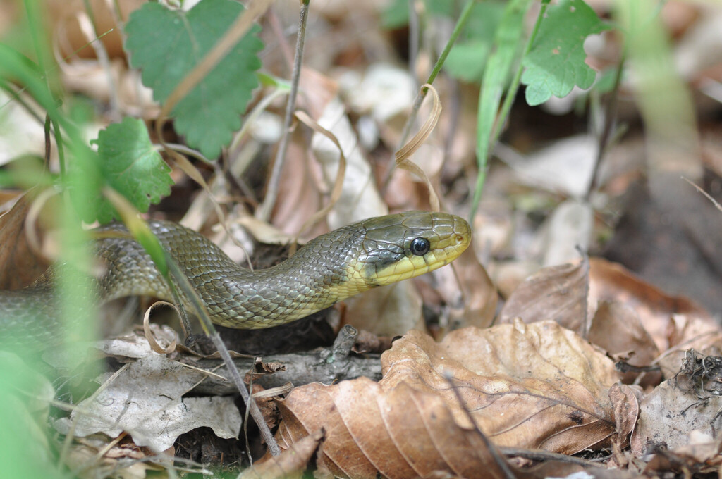 <p>Zamenis longissimus</p>