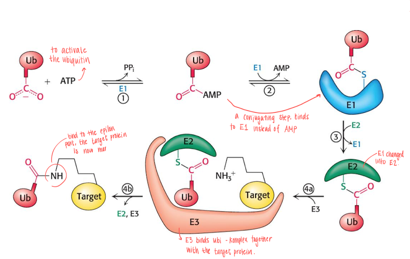 <p></p><ul><li><p>the process requires 3 enzymes: <strong>E1 (Ubiquitin activating enzyme) , E2 (Ubiquitin conjugating enzyme) , E3 (Ubiquitin protein ligase) </strong></p></li><li><p>4 or more ubiquitin needs to be bond for degradation, since ubiquitin is also utilized in other processes.  </p></li></ul><p></p><ol><li><p>ATP is used to activate the ubiquitin (ATP —&gt; AMP). </p></li><li><p>The AMP on the ubiquitin is substituted with E1, which is later substituted with E2. </p></li><li><p>the E2 complex will travel to the E3 complex, which the target protein also does. </p></li><li><p>The E3 complex will bind the ubiquitin to the protein complex’s epsilon amino group, and the protein will thus be marked.  </p></li></ol><p></p>