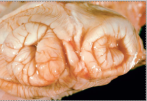 <p>What is this condition in a cow?</p>