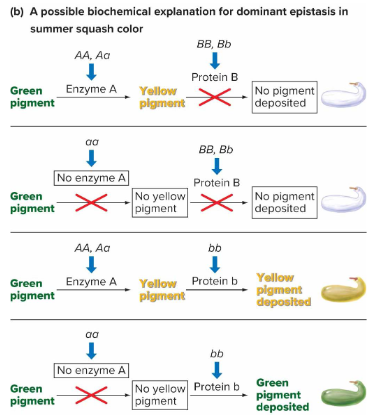 <p><em>AA</em>,<em> Aa </em>activation leads to enzyme converting green pigment to yellow pigment.<br><em>aa </em>leads to no activation of gene, pigment remains green.<br><em>BB</em>, <em>Bb </em>activation leads to deactivation of pigment depositor. Leads to NO pigment.<br><em>bb </em>leads to pigment deposition, leads to yellow or green pigment depending on gene <em>A</em>. </p>