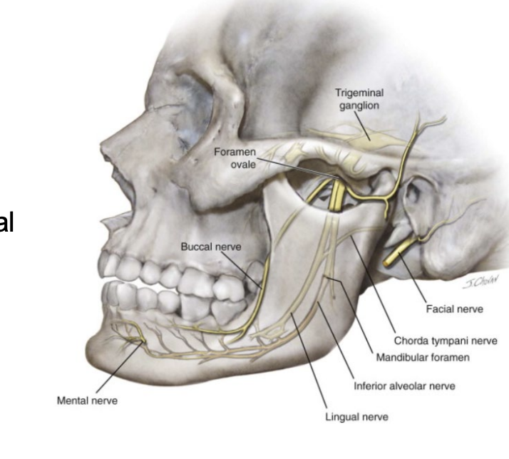 <p>branch of CN VII (facial)</p><p>taste sensation FROM anterior 2/3 tongue → joins lingual nerve in fossa</p>