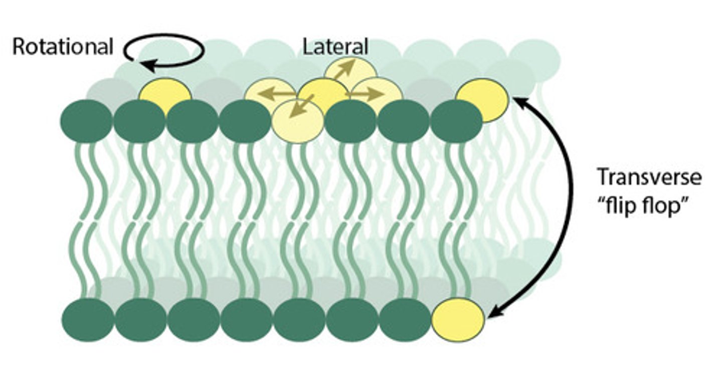 <p>How do phospholipids move in the fluid mosaic model?</p>