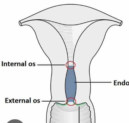 <p>“door” to uterus</p><ul><li><p>internal os and external os = doors; sometimes 1 is open and 1 is not </p></li><li><p>function: </p><ul><li><p>lubrication of vagina </p></li><li><p>acts as bacteriostatic agent </p></li><li><p>provides an alkaline environment </p></li></ul></li></ul><p></p>