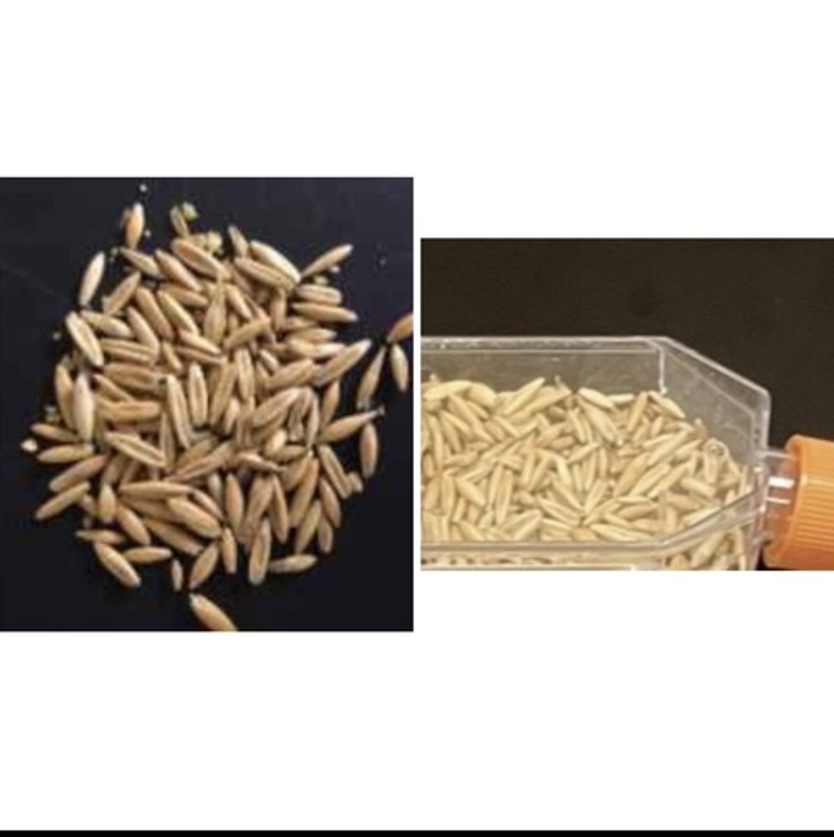 <p>Energy Feed</p>