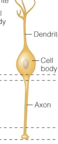 <p>two main processes</p>