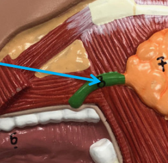 <p>The duct that carries saliva from the parotid gland into the oral cavity. It typically opens into the vestibule of the mouth (the space between the cheek and gums) near the upper second molar tooth.</p>