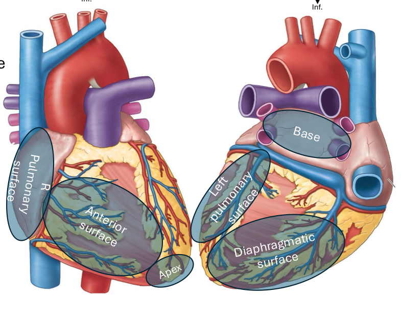 <p>Mainly the left ventricle</p>