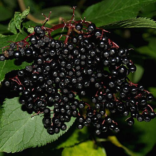 <p>Elderberry </p>