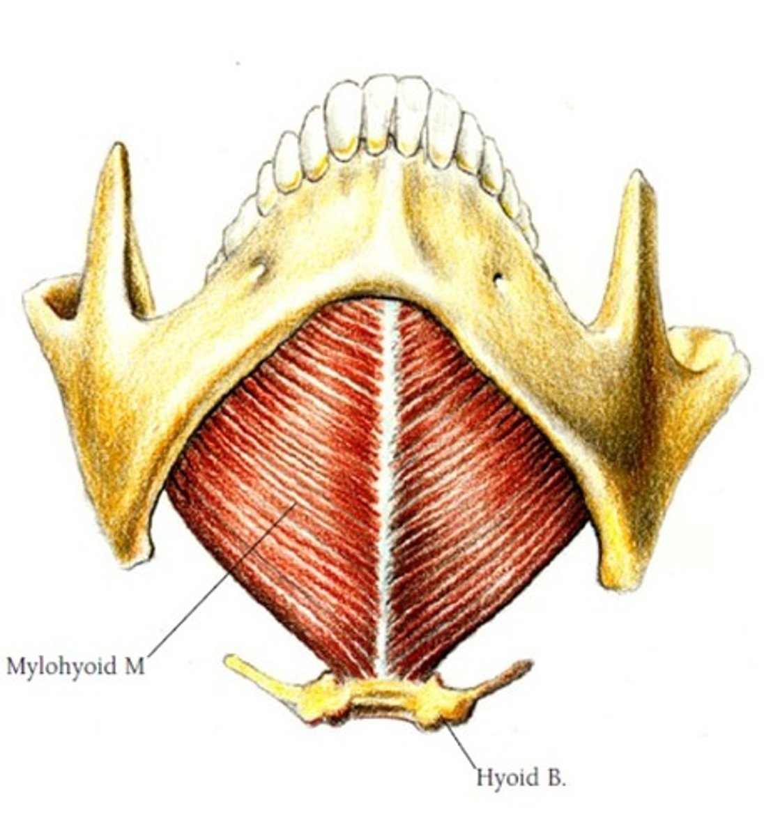 <p>mylohyoid line of mandible</p>