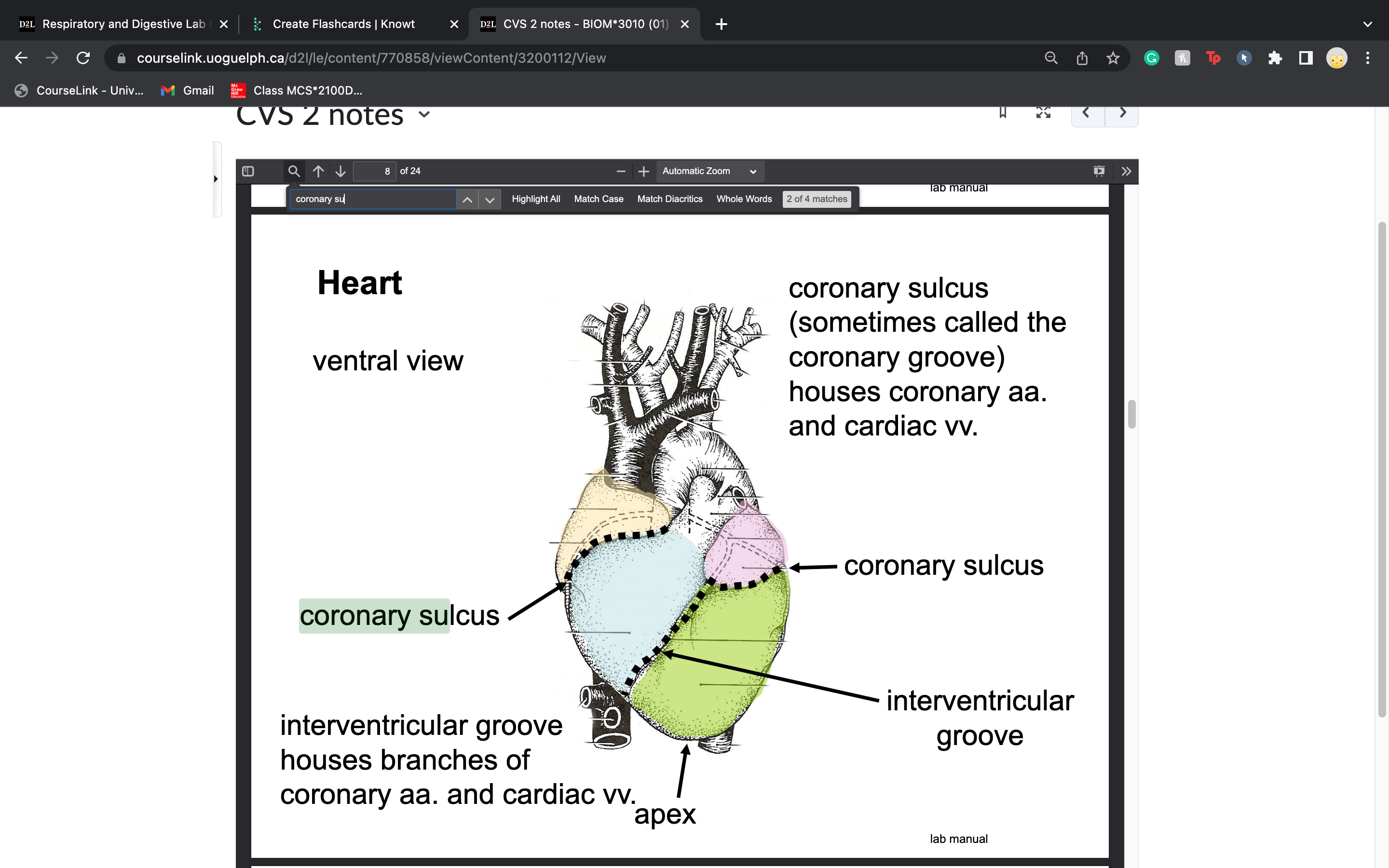 sometimes called the
coronary groove)
houses coronary aa.
and cardiac vv.