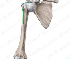 lateral lip of intertubercular groove 