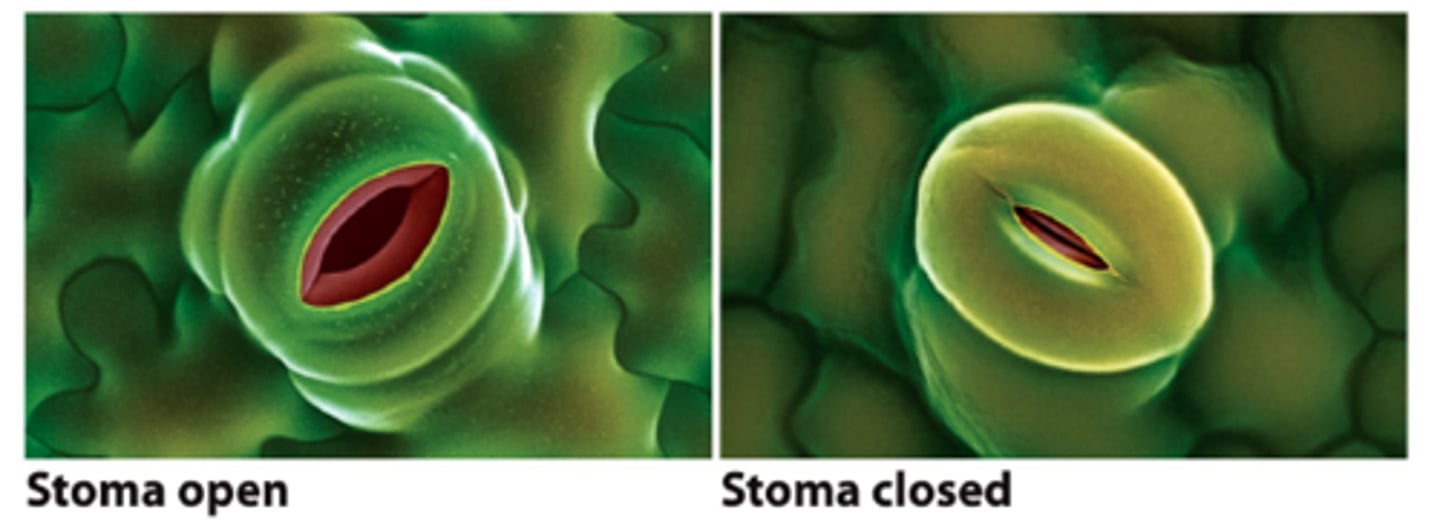 <p>pores in the epidermis of a leaf that allow water to leave the plant and carbon dioxide to enter it</p>