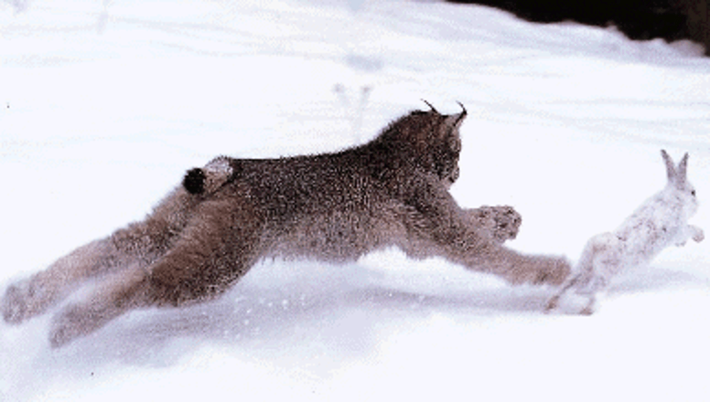 <p>the animal that does the hunting</p>