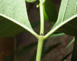 <p>What type of bud is this?</p>