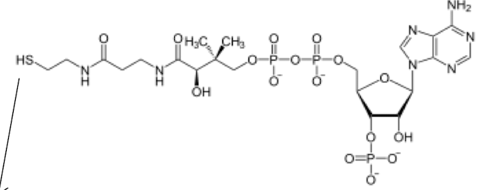 <p>A vitamin B5-derived coenzyme is used as an energy carrier in many enzymatic processes: lipid transport, phospholipid synthesis, and cellular cellular respiration, etc. </p><p>Uses transfer potential like ATP. </p>
