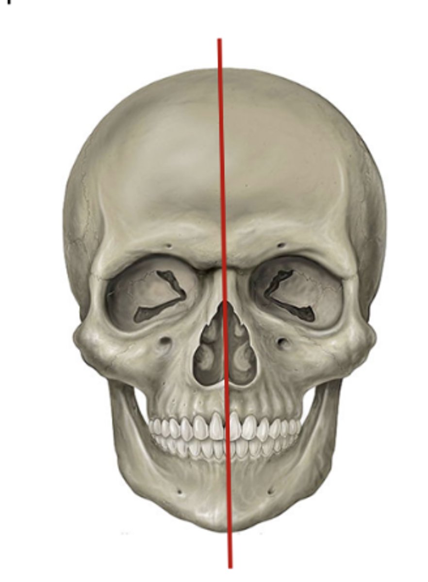 <p>perpendicular to floor</p>