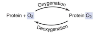 <ul><li><p>O2 exists as a molecule (not an element)</p></li><li><p>Human Body consumes 500g O2 a day (Issue: O2 not easily transported/ 4.1 g dissolved in blood plasma)</p></li><li><p>Solution: Oxygen Binding proteins </p><ul><li><p>2 main ones: Myoglobin &amp; Hemoglobin</p></li></ul></li></ul><p></p>