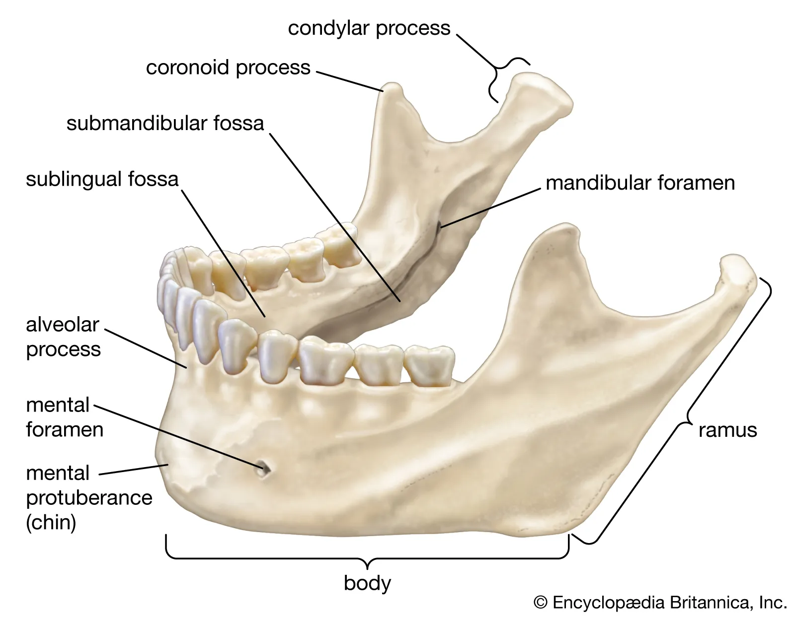 <p>Lower jawbone;movable</p><p>Body: Horizontal portion</p><p>Rami: Perpendicular portion</p><p>Angle: ramus meets body</p><p>Condylar process: Articulates with fossa and tubule of temporal bone</p><p>Coronoid Process: Attachment of muscles</p><p>Mental foramen: Inferior to second premolar; for mental nerve</p><p>Mandibular foramen: For alveolar nerves and vessels</p>